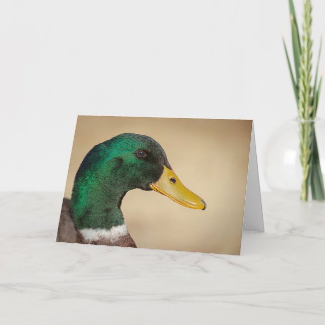 Carte de voeux Mallard Drake (Devant)