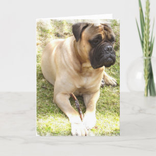 Carte de voeux Mastiff
