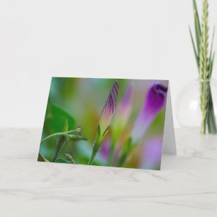 Carte de voeux Matin Glory Art Photographie