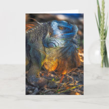Carte de voeux Miami Iguana
