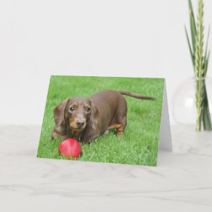 Carte de voeux mignonne de blanc de teckel