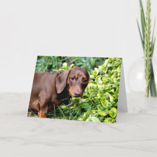 Carte de voeux mignonne de blanc de teckel de