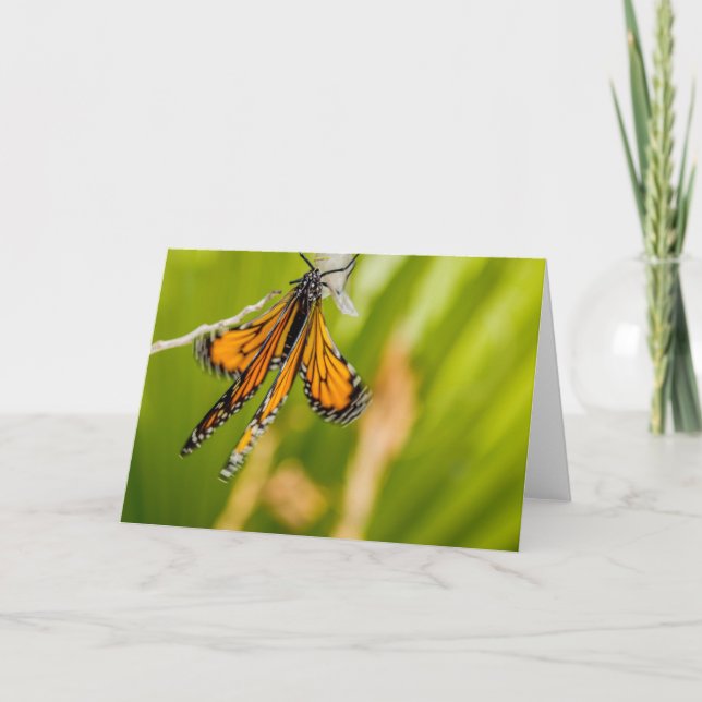 Carte de voeux Monarch Papillon Séchage ailes (Devant)