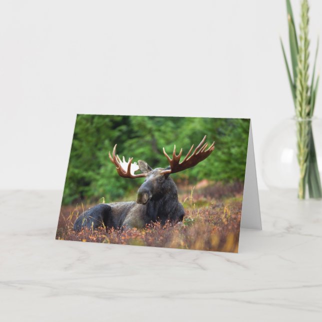 Carte de voeux Moose (Devant)