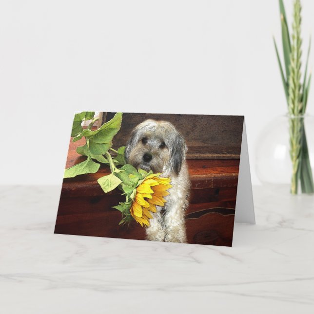Carte de voeux Morkie (Devant)