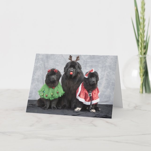 Carte de voeux Noël Newfies (Devant)