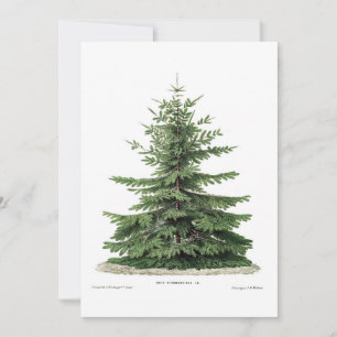 Carte de voeux Noël Pine Arbre Botanique