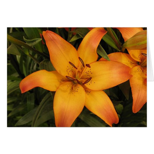 Carte de voeux/note Lilly (Devant horizontal)