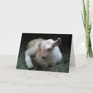 Carte de voeux nouveau-née d'enfant de chèvre