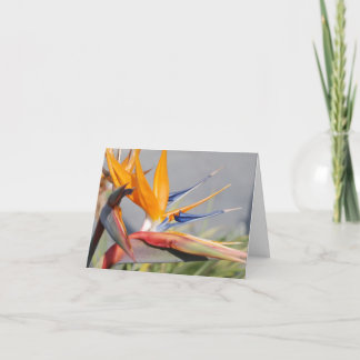 Carte de vœux Oiseau de Paradis