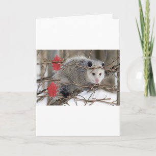 Carte de voeux Opossum Nature
