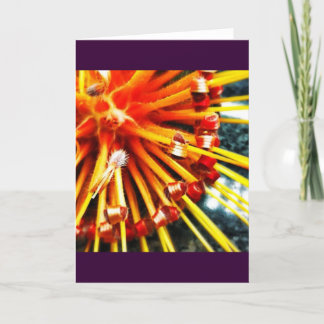 Carte de voeux orange de blanc de Protea de pelote
