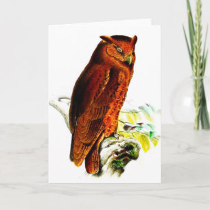 Carte de voeux Owl