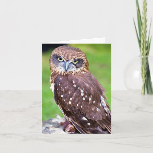 Carte de voeux Owl (Devant)