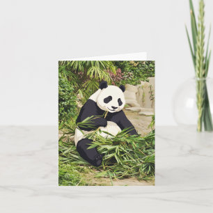 Carte de vœux panda mangeant du bambou