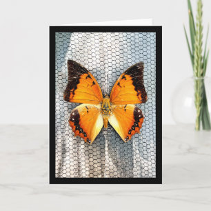Carte de voeux Papillon Charax à bordure noire V5