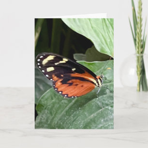 Carte de vœux Papillon Coloré