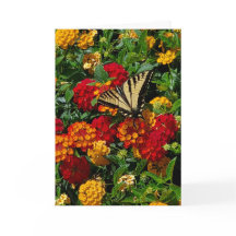 carte de voeux papillon swallowtail sur lantana