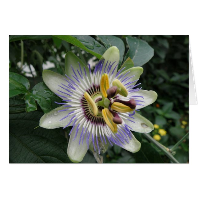 Carte de voeux Passion Flower (Devant horizontal)