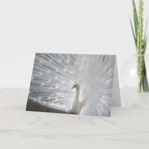 Carte de voeux Peacock Blanc