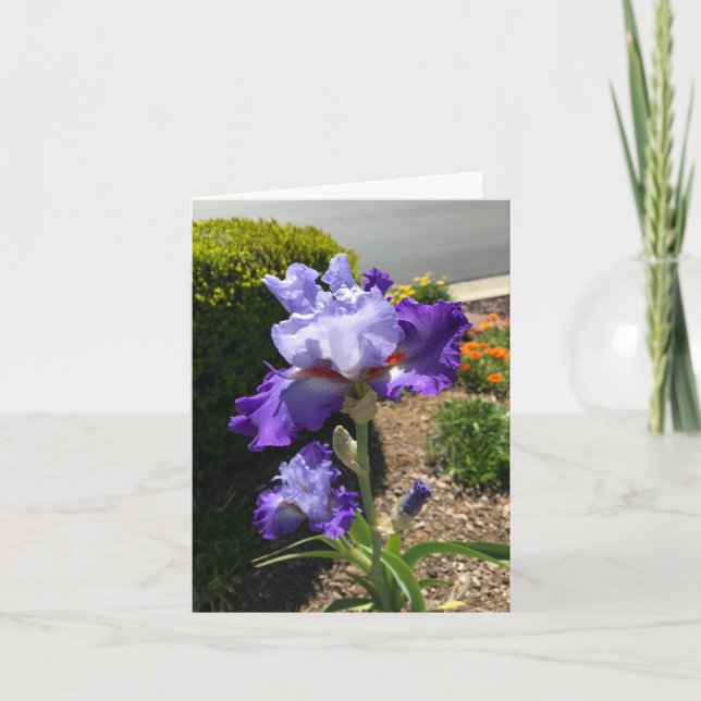 Carte de vœux personnalisée Iris à barbe violette (Devant)