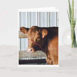 Carte de voeux photo "Calf at the Fair"