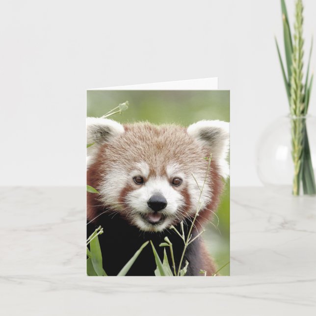 Carte de voeux Photo panda rouge, animaux 0635. (Devant)
