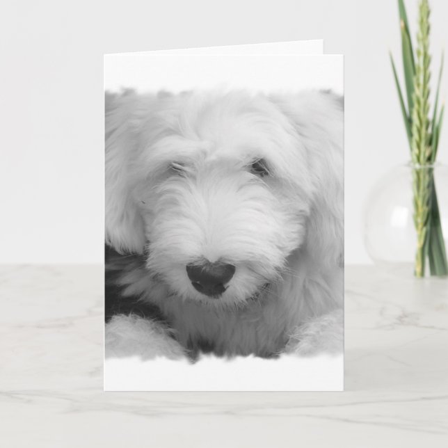 Carte de voeux photo Sheep Dog (Devant)