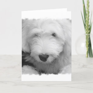 Carte de voeux photo Sheep Dog