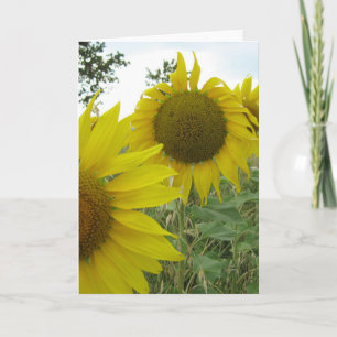 Carte de voeux photo Sunflower, Standard
