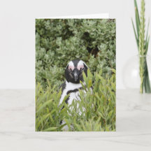 Carte de voeux - Pingouin africain