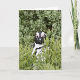 Carte de voeux - Pingouin africain