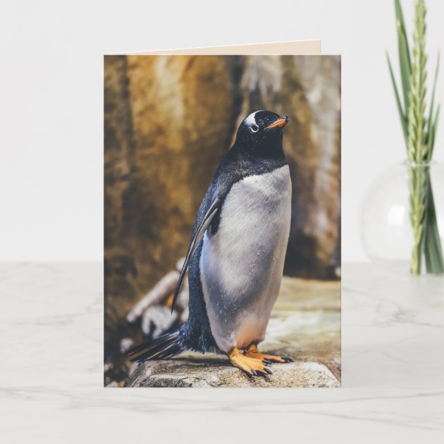 carte de voeux pingouin solitaire (Devant)