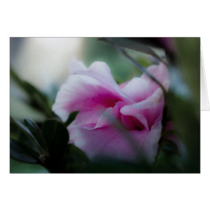 Carte de voeux Pink Azalea