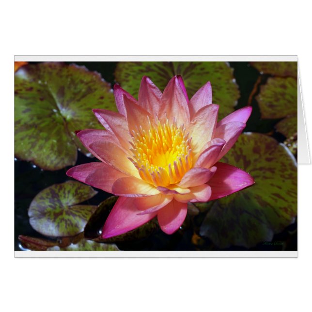 Carte de voeux Pink Water Lily (Devant horizontal)
