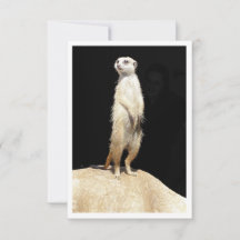 Carte de vœux plate - Amour de suricate