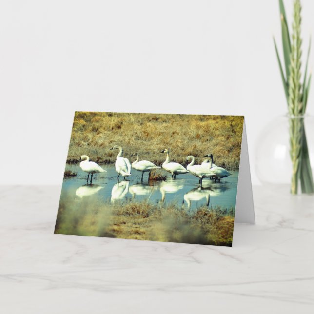 Carte de voeux pliée avec photo de cygnes (Devant)