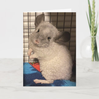 Carte de voeux pliée Chinchilla