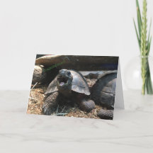 carte de voeux pour bébés tortue (félicitations)