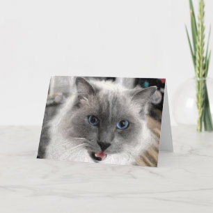 Carte de vœux pour chat