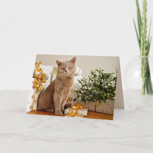 carte de voeux pour chat de noël
