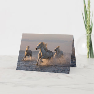 Carte de voeux pour chevaux - Camargue Coucher de 