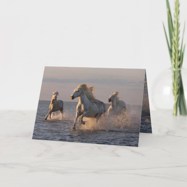 Carte de voeux pour chevaux - Camargue Coucher de  (Devant)