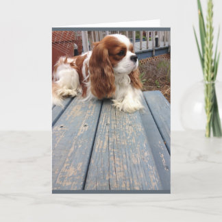 Carte de voeux pour chien