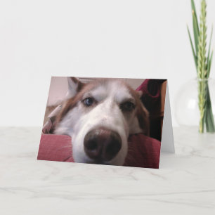 Carte de voeux pour chien