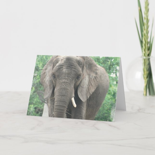 Carte de voeux pour éléphant usé (Devant)