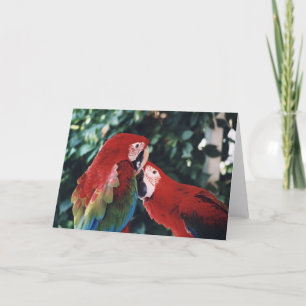 Carte de voeux pour la photo d'oiseau "Two Green W