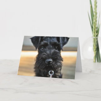 Carte de voeux pour la Saint-Valentin de Schnauzer