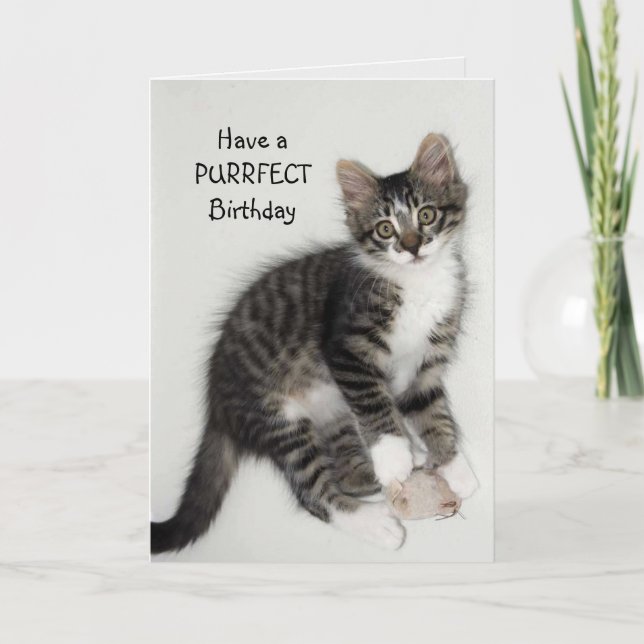 Carte de voeux pour l'anniversaire de Zorro Catnip (Devant)