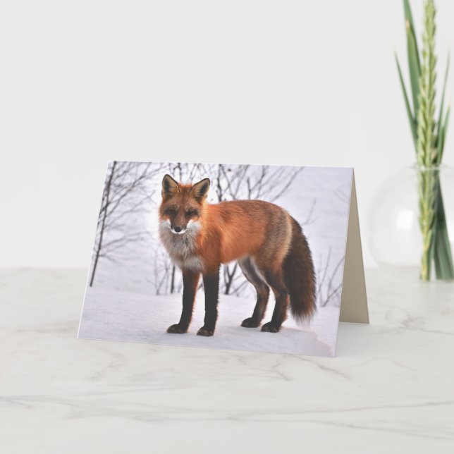 carte de voeux pour le renard des bois (Devant)